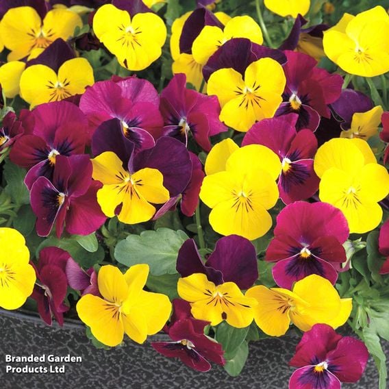 Viola 'Giant Flowered Trailing Patchwork Mix'