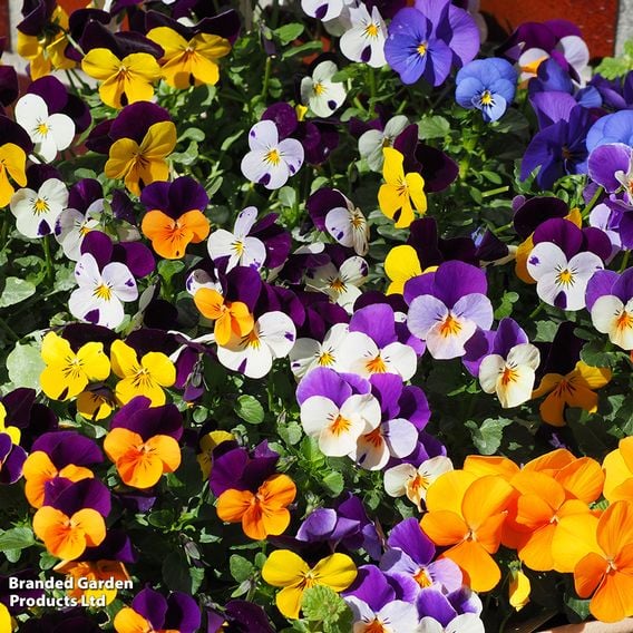 Viola 'Pot Pouri Mixed'