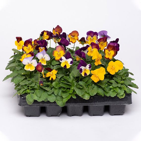 Viola Plants -  Pot Pourri Mixed