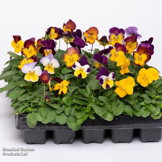 Viola 'Pot Pouri Mixed'