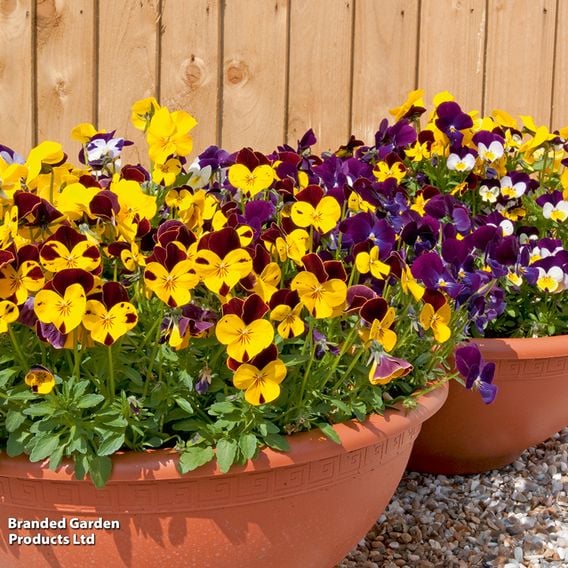 Viola 'Pot Pouri Mixed'