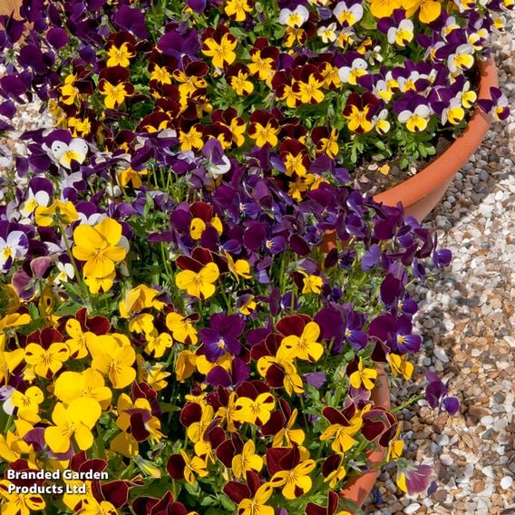 Viola 'Pot Pouri Mixed'