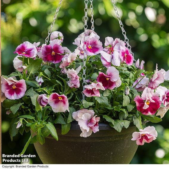 Viola 'Raspberry Fools'