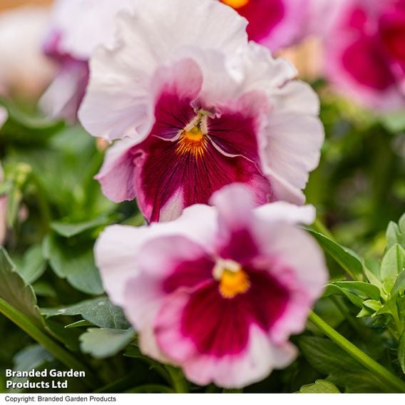 Viola 'Raspberry Fools'