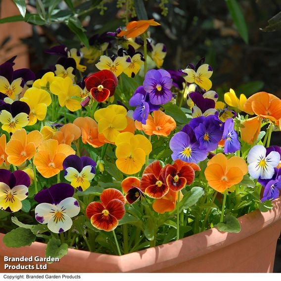 Winter Rainbow Bumper Bedding Collection