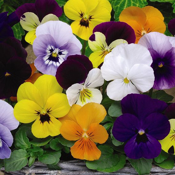 Viola 'Sorbet XP'