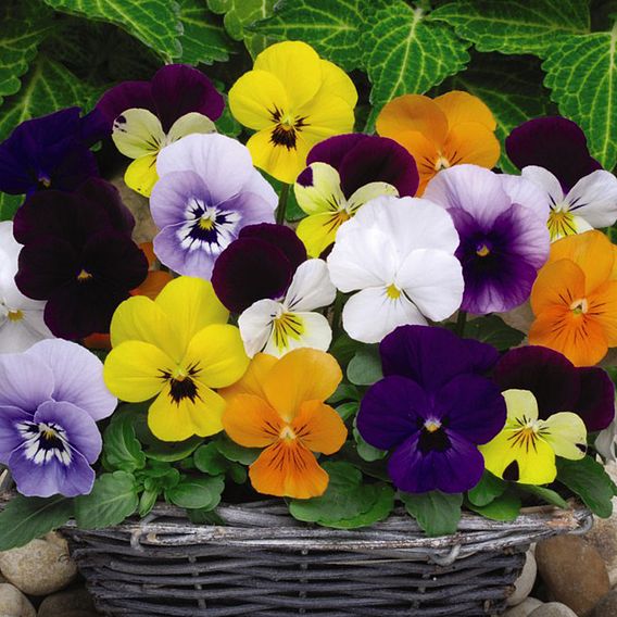 Viola Plants - Sorbet XP Mixed 