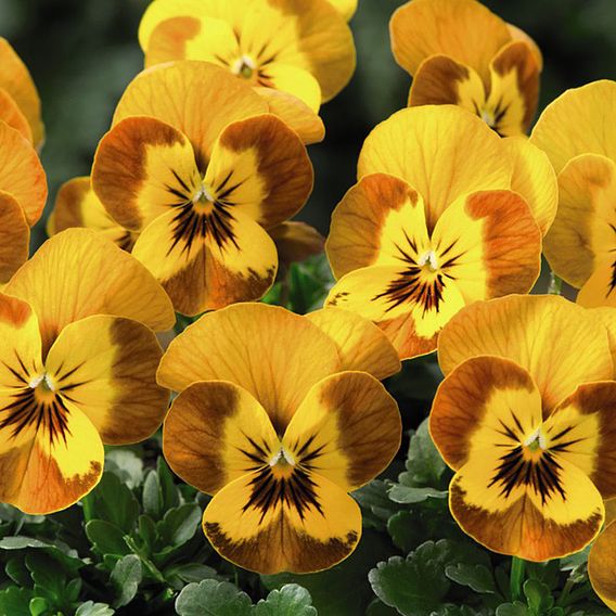 Viola Plants - F1 Sorbet Honeybee