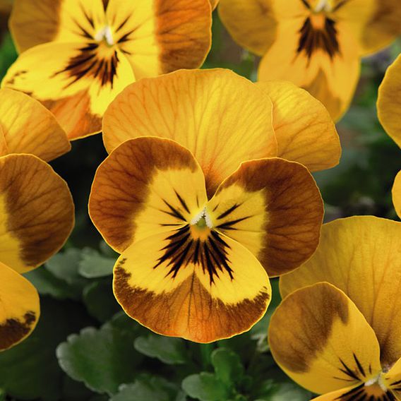 Viola F1 'Sorbet™ Honeybee'