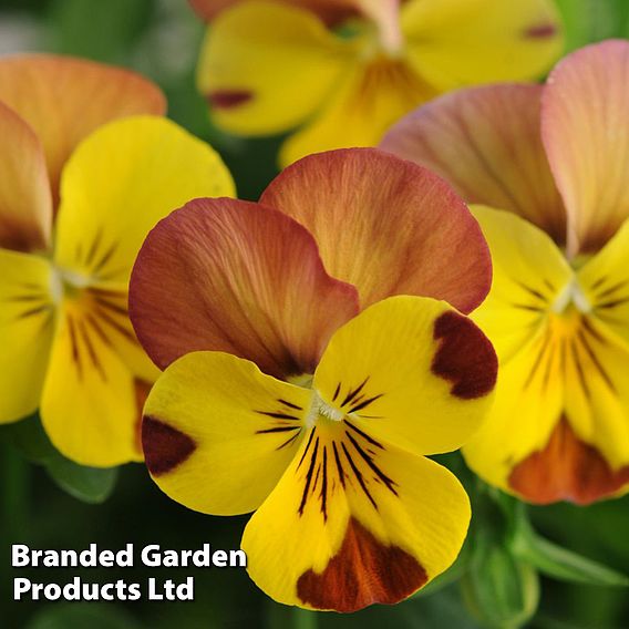 Viola 'Sorbet Peach Melba'