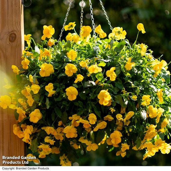 Viola 'Spring Yellow'