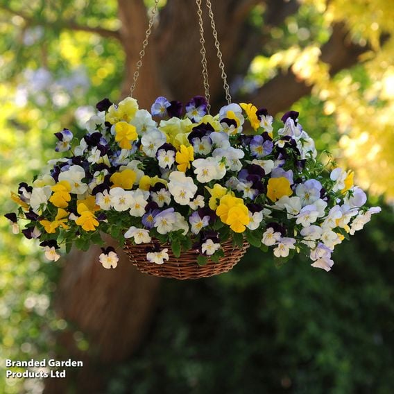 Viola (Ice Babies) 'Teardrops' Pre-Planted Hanging Basket