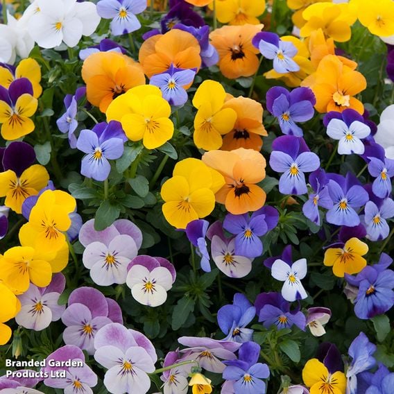 Viola (Ice Babies) 'Teardrops' Pre-Planted Hanging Basket