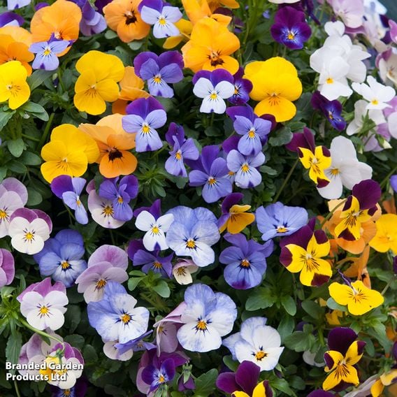Viola (Ice Babies) 'Teardrops' Pre-Planted Hanging Basket