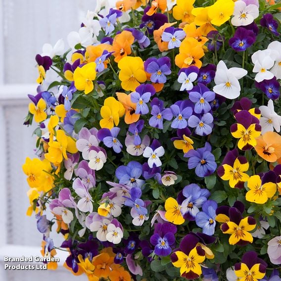 Viola (Ice Babies) 'Teardrops' Pre-Planted Hanging Basket