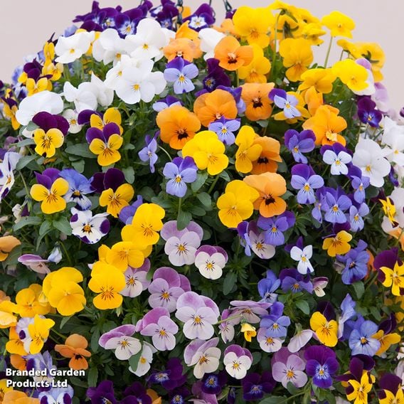 Viola (Ice Babies) 'Teardrops' Pre-Planted Hanging Basket