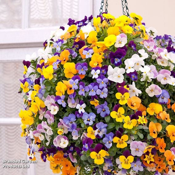 Viola (Ice Babies) 'Teardrops' Pre-Planted Hanging Basket