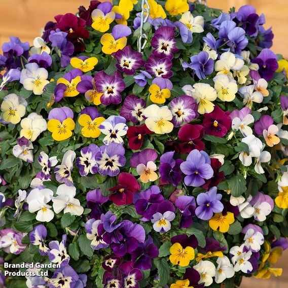 Viola (Ice Babies) 'Teardrops' Pre-Planted Hanging Basket