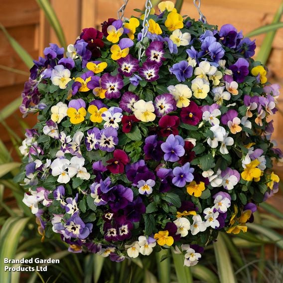 Viola (Ice Babies) 'Teardrops' Pre-Planted Hanging Basket