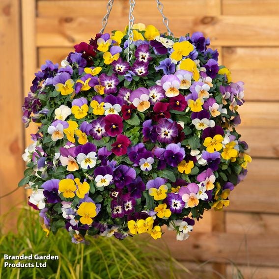 Viola (Ice Babies) 'Teardrops' Pre-Planted Hanging Basket