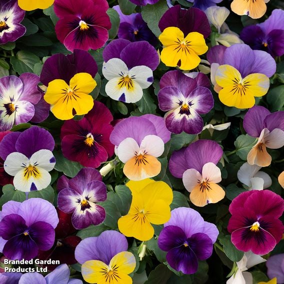 Viola (Ice Babies) 'Teardrops' Pre-Planted Hanging Basket