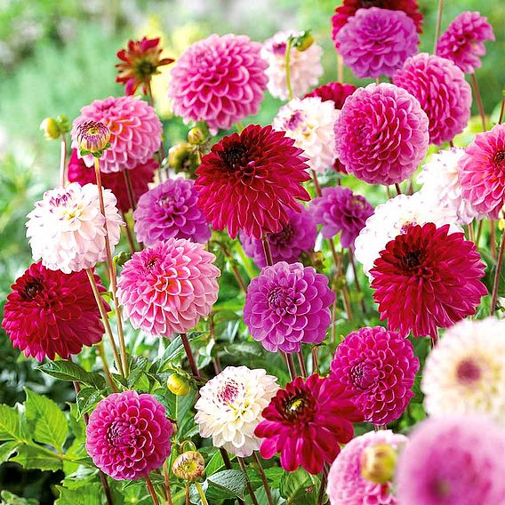 Dahlia 'Pink/Purple Pompon Mix'