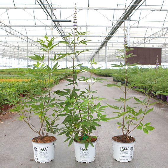 Vitex agnus-castus 'Blue Diddley'