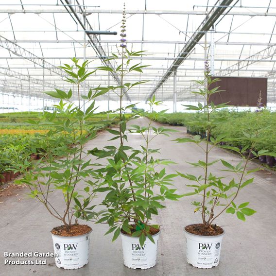 Vitex agnus-castus 'Blue Diddley'