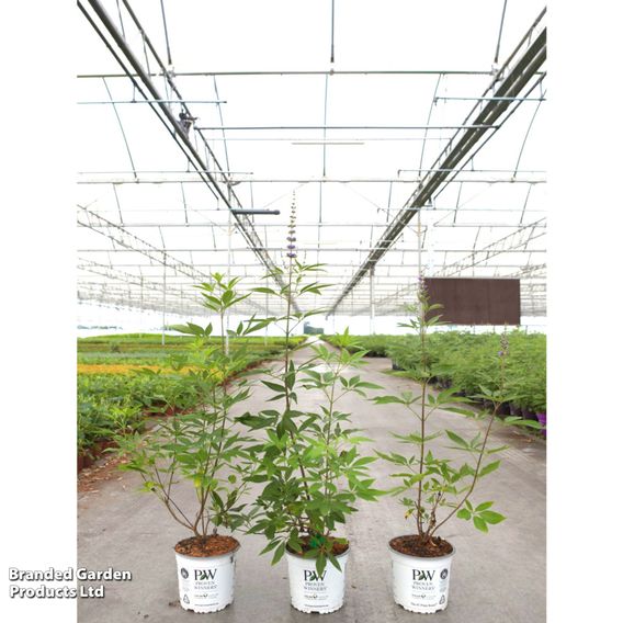 Vitex agnus-castus 'Blue Diddley'