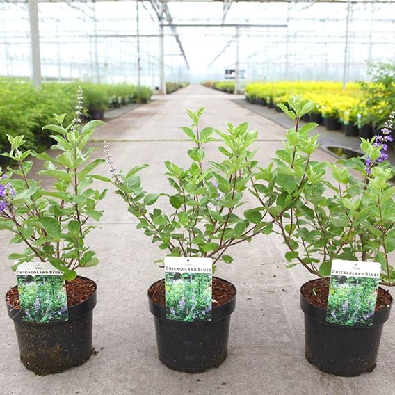 Vitex 'Magical Chicagoland Blues'