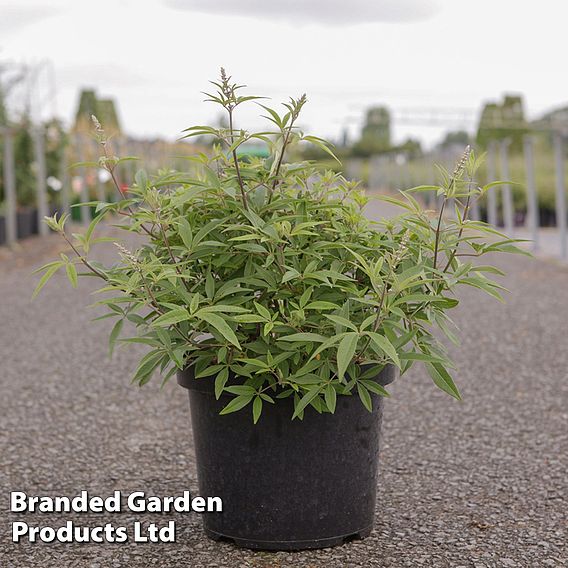 Vitex agnus-castus 'Galactic Pink'