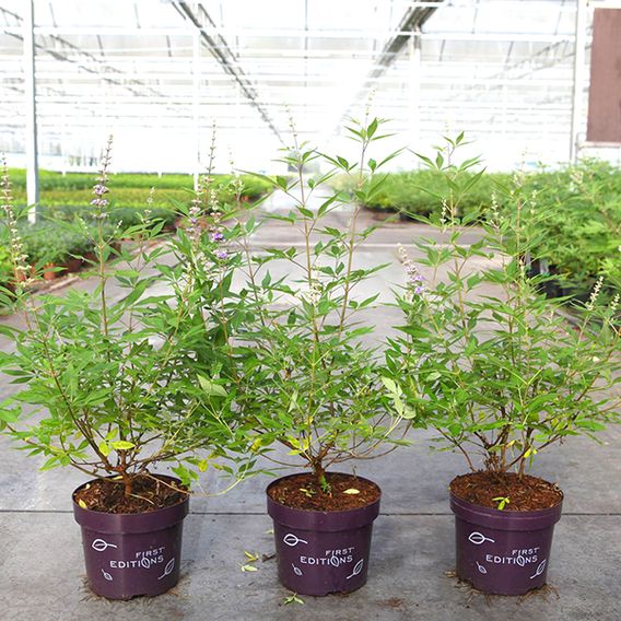 Vitex agnus-castus 'Queen Bee'