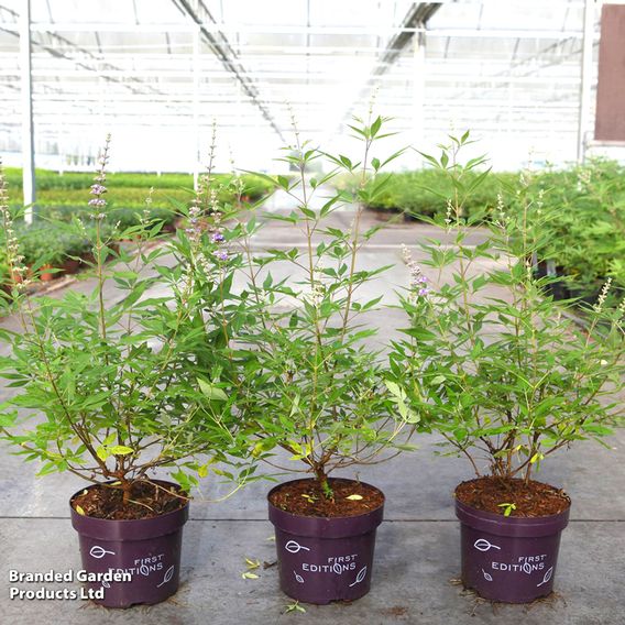 Vitex agnus-castus 'Queen Bee'