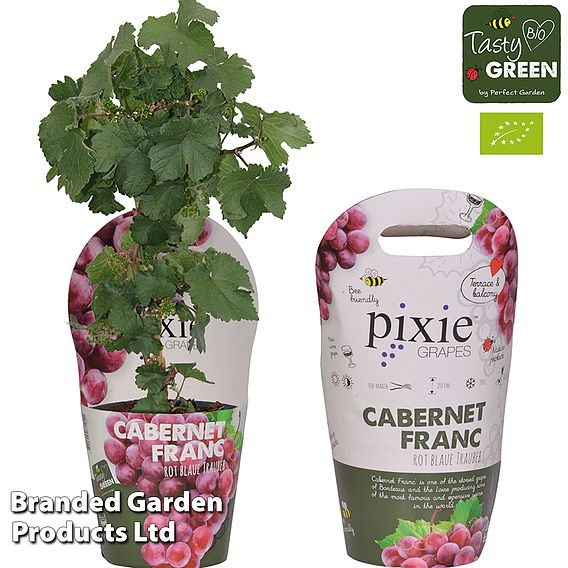 Grape Pixie™ 'Cabernet Franc'