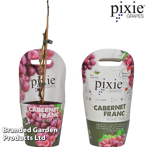Grape Pixie™ 'Cabernet Franc'