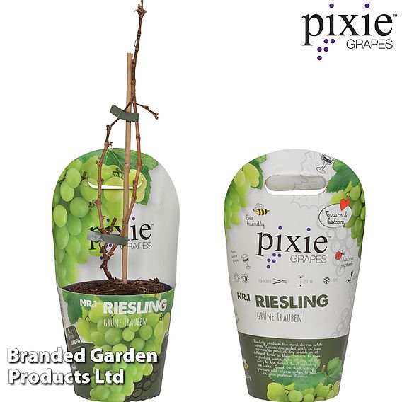 Grape Pixie™ 'Riesling'