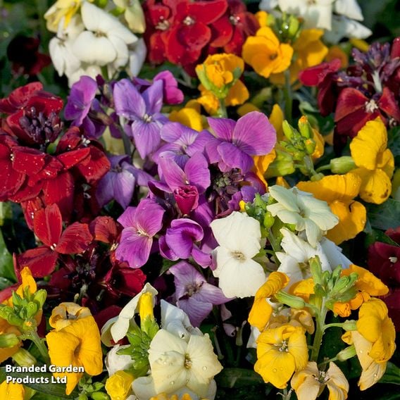 Wallflower 'Sugar Rush' Mix