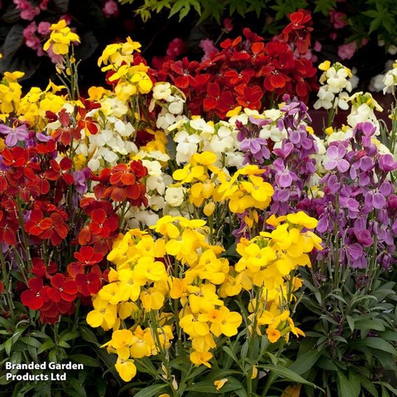 Wallflower 'Sugar Rush' Mix