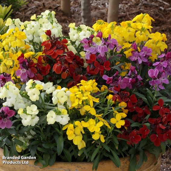 Wallflower 'Sugar Rush' Mix