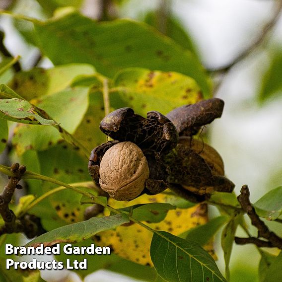 Walnut 'Europa'