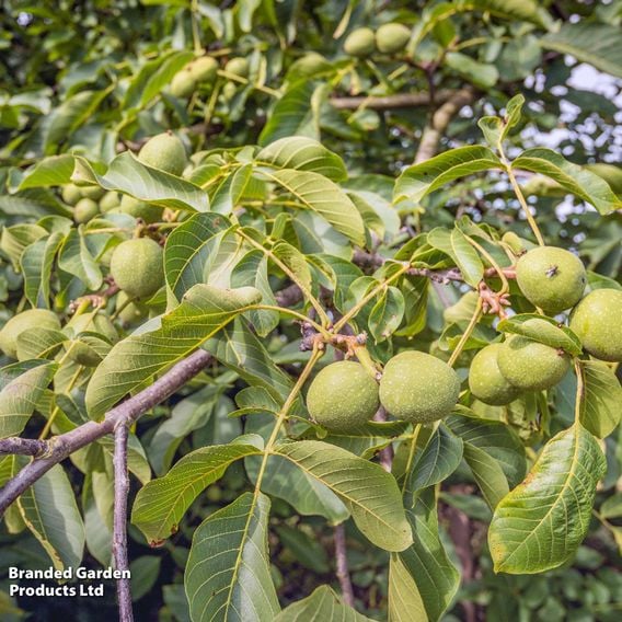 Walnut 'Lara'®