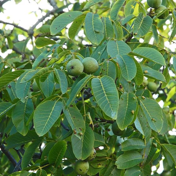 Walnut 'Lara'®