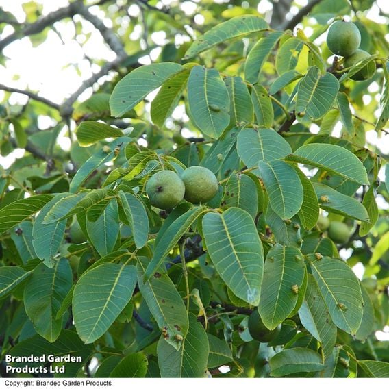 Walnut 'Lara'®