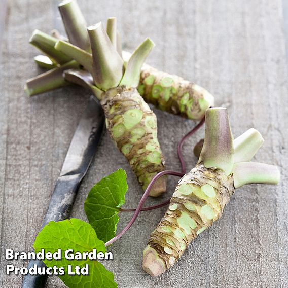 Wasabi Plant