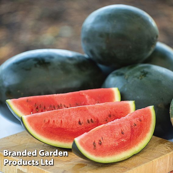 Watermelon Little Darling F1 - Seeds