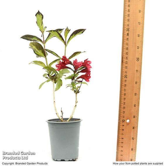 Weigela 'Camouflage'