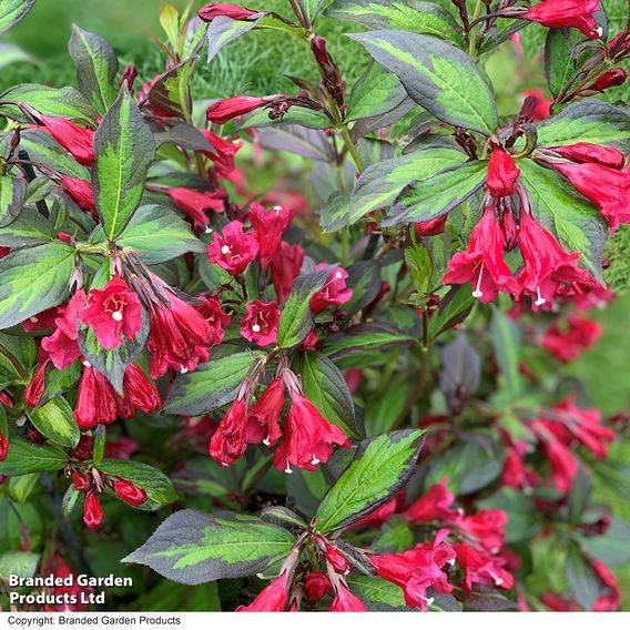 Weigela 'Camouflage'
