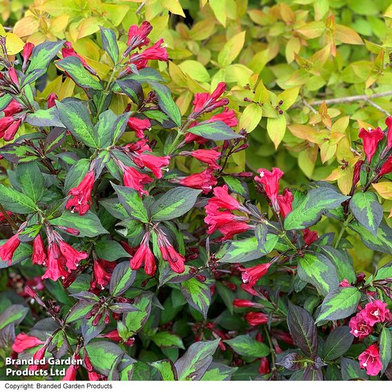 Weigela 'Camouflage'