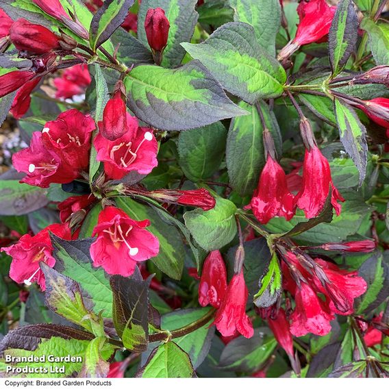 Weigela 'Camouflage'