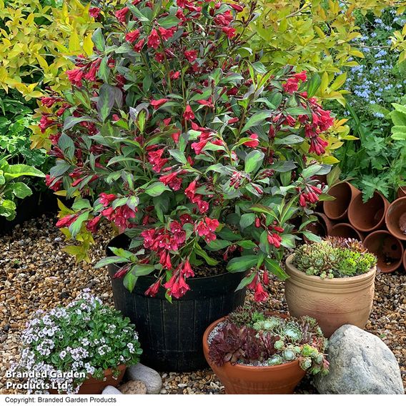 Weigela 'Camouflage'